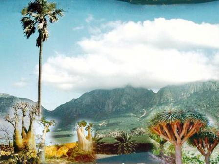 جزيرة سقطرى